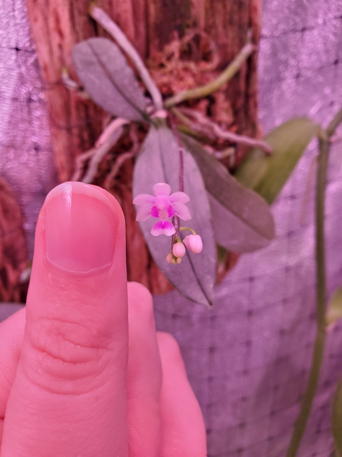 September: Phalaenopsis deliciosa