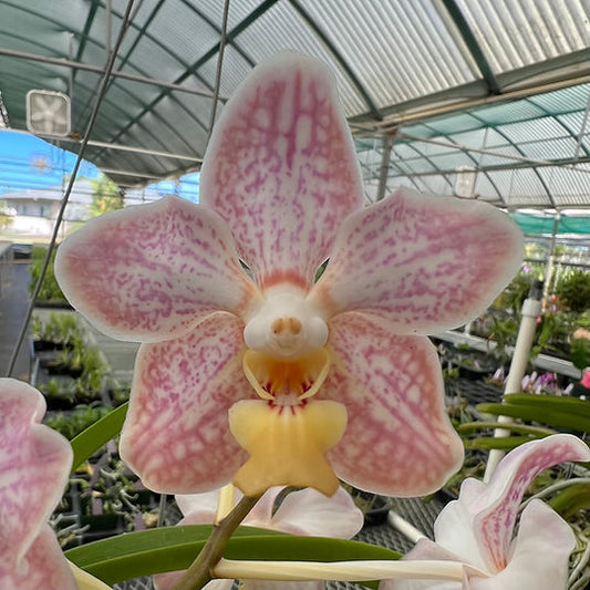 Vanda sanderiana x luzonica