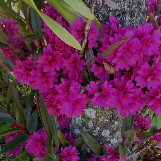 Den. Hibiki 'Pink Passion' AM/AOS