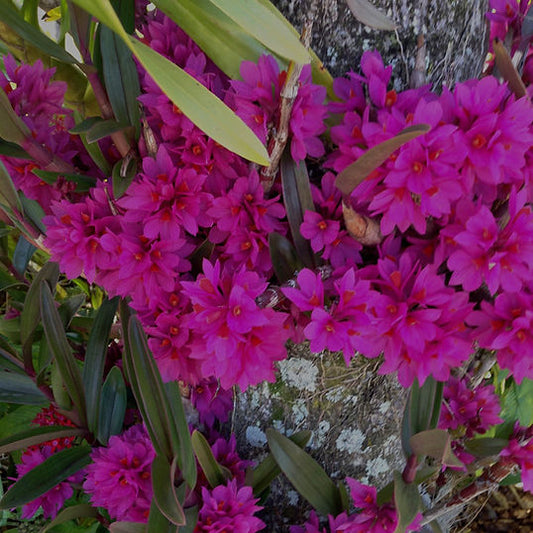 Den. Hibiki 'Pink Passion' AM/AOS