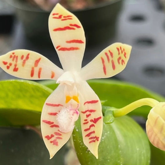Phal. zebrina x self