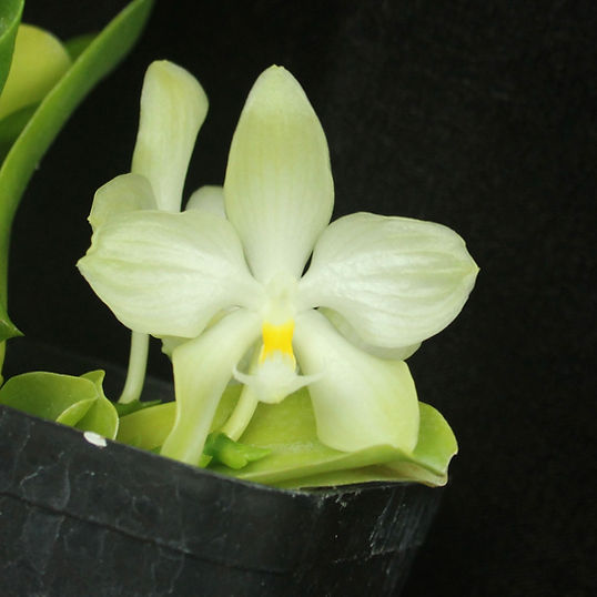 Phal. micholitzii x sib