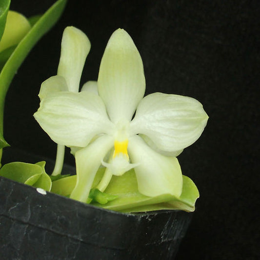 Phal. micholitzii x sib