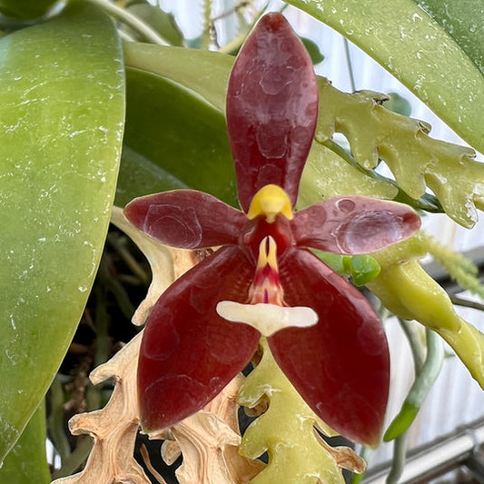 Phal. cornu-cervi 'Red' AM/AOS x self