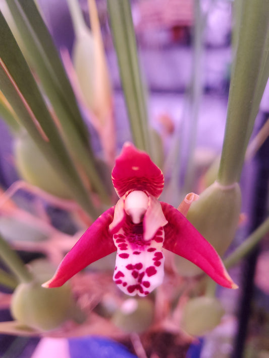 Maxillaria tenuifolia