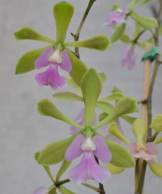 Epy. Serena O'Neill 'Volcano Queen'