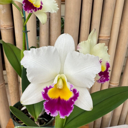 Rth. Hsinying Catherine 'Hakucho'