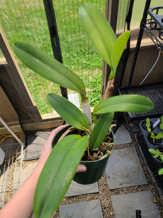 Rth. Hsinying Catherine 'Hakucho'