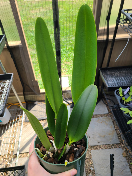 Rlc. Heavenly Sweet 'Volcano Queen'