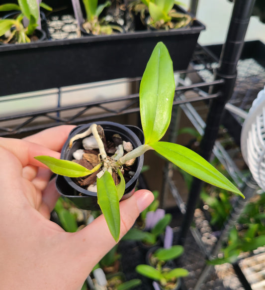 C. bicolor subsp. brasiliensis 'J.Neto' x sib.