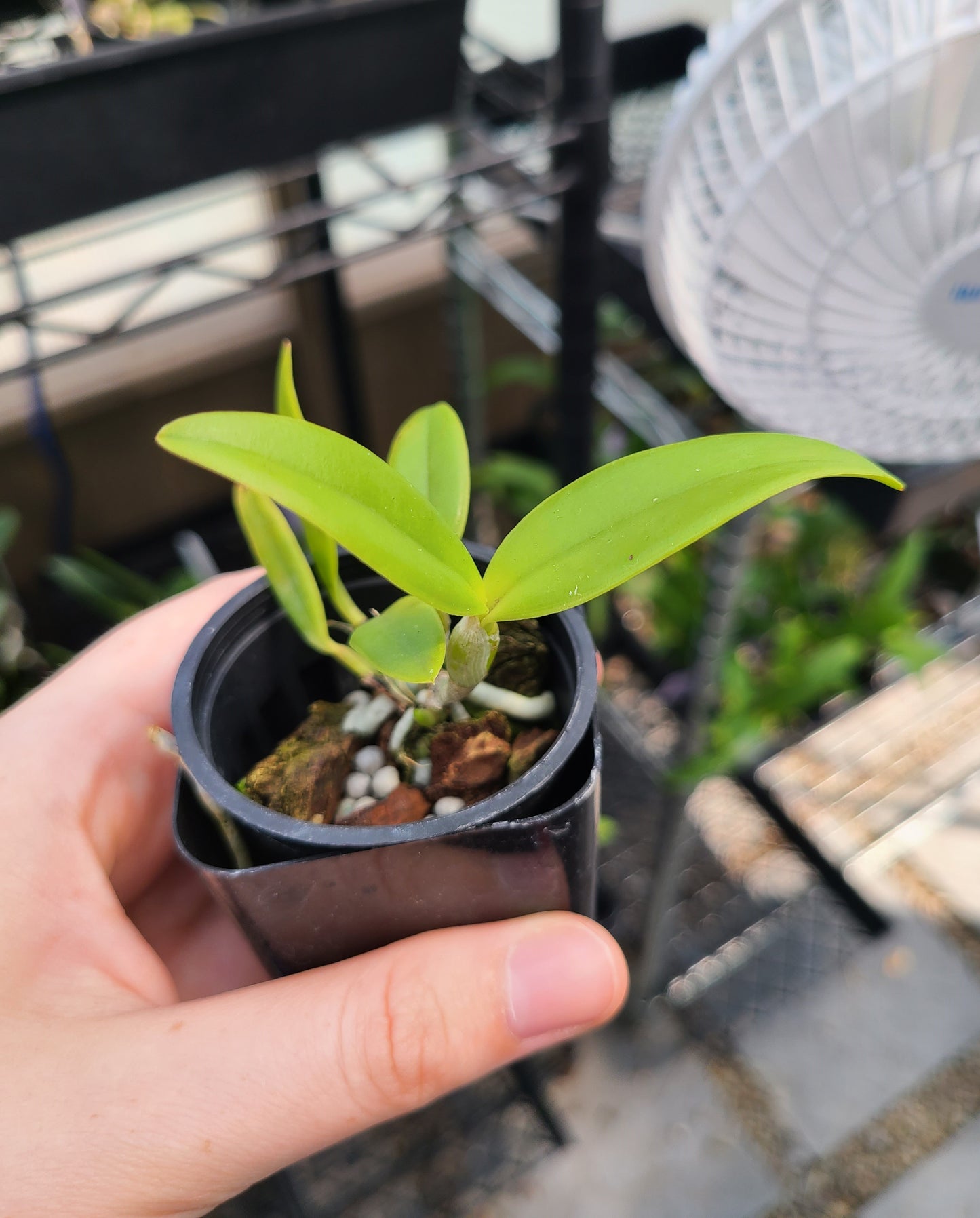 C. bicolor subsp. brasiliensis 'J.Neto' x sib.