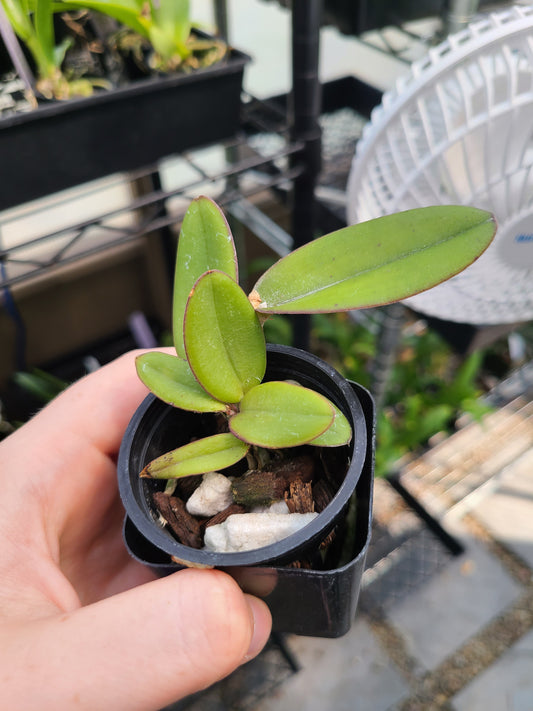 C. schilleriana x sib