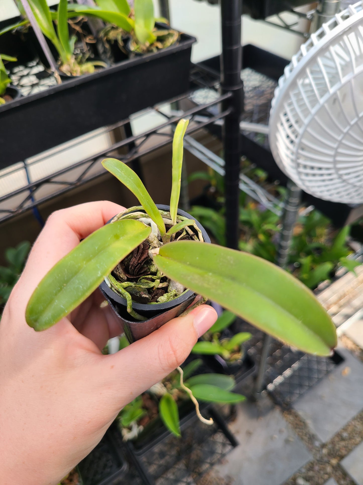 C. labiata rubra 'L.A. Burzell' AM/AOS x C. labiata f. rubra 'Claire' AM/AOS