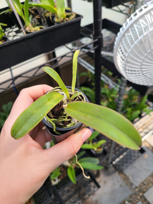 C. labiata rubra 'l.a. Burzell' am/aos x C. labiata f. rubra 'claire' am/aos