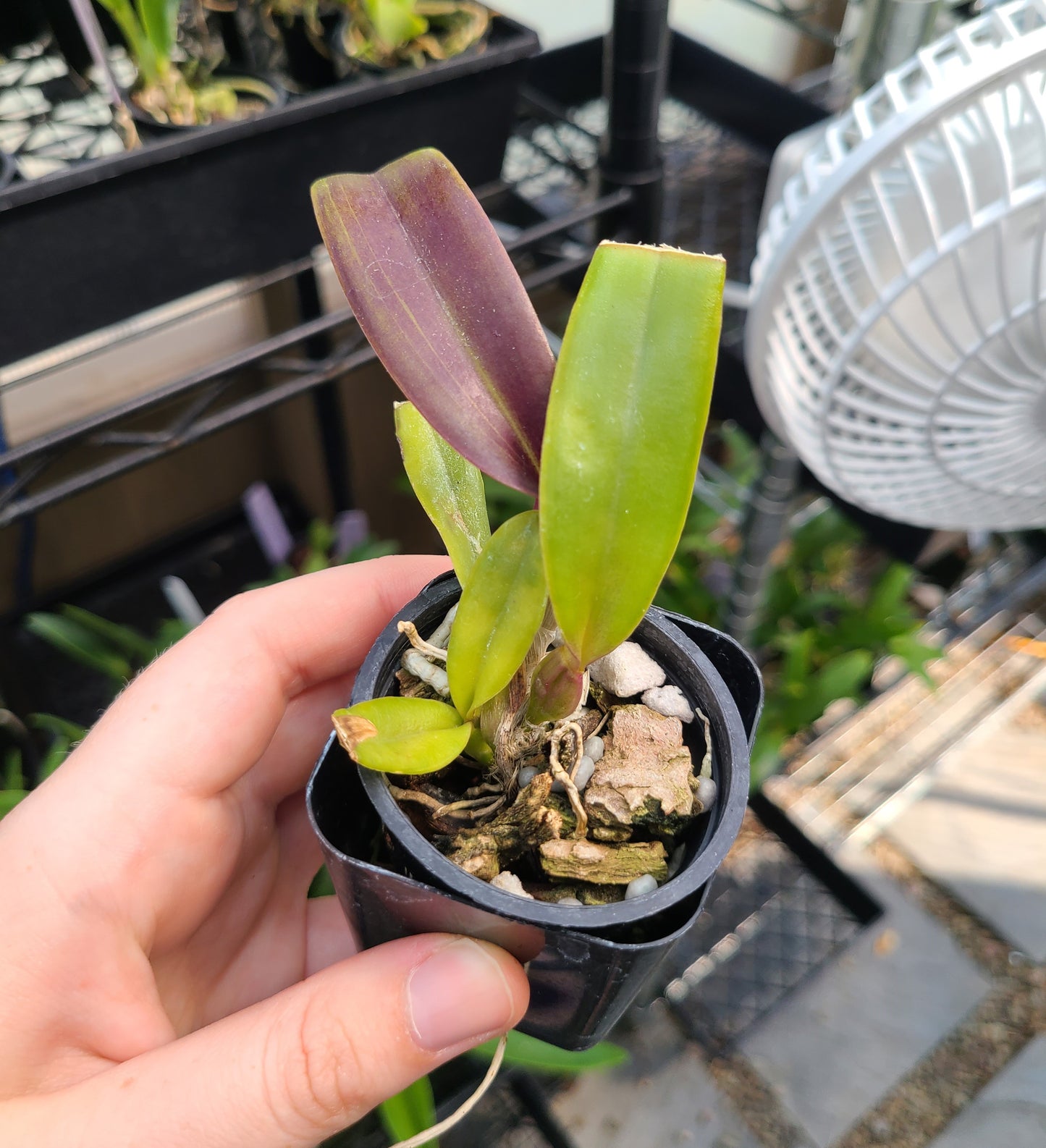 C. trianae var. concolor 'Japan 2018' x self