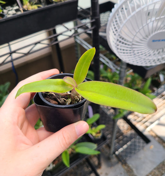 C. trianae var. concolor 'Japan 2018' x self