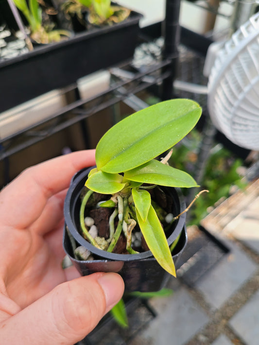 C. grandis 'Valley Isle' x self