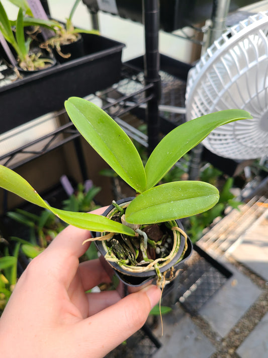 C. jenmanii alba 'XXXX' x C. jenmanii alba 'Snow Summit'