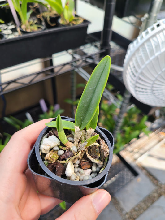 Rl. glauca alba 'Japan'