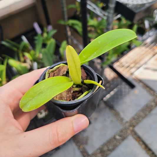 C. schroederae 'Sunset Valley' AM/AOS x self