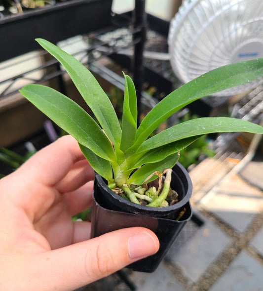 Angcm. infundibulare