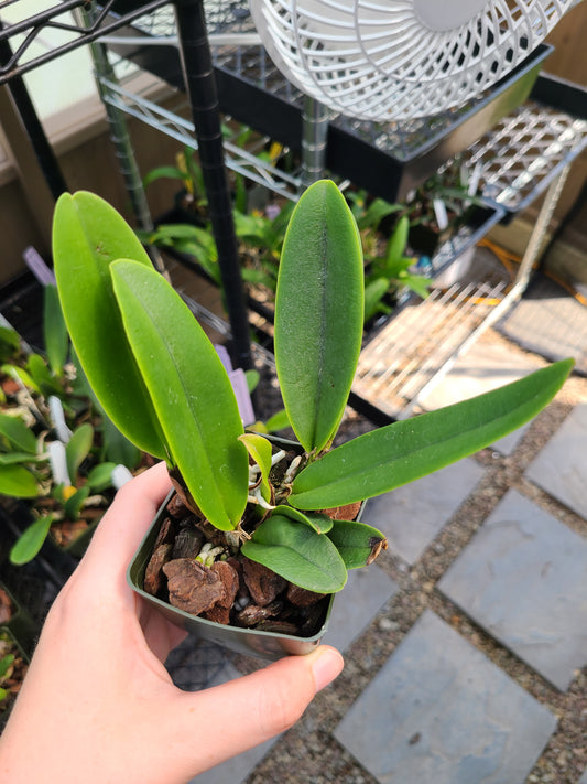 Rlc. Thelma Ayako Tsukamoto ‘Volcano Queen’