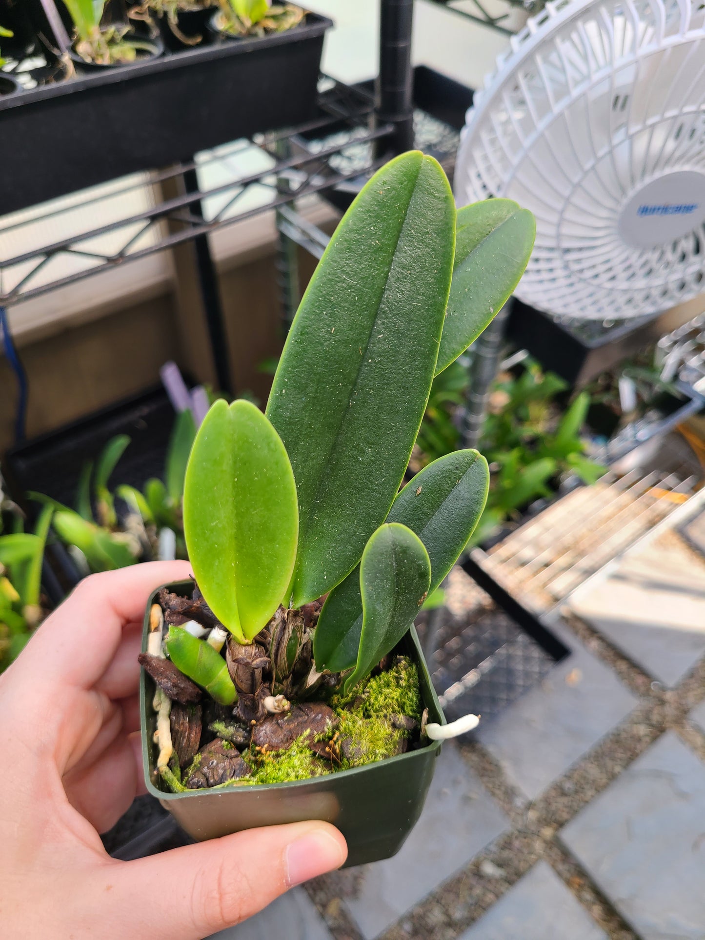 Rhyncholaeliocattleya Kona Beauty 'White'
