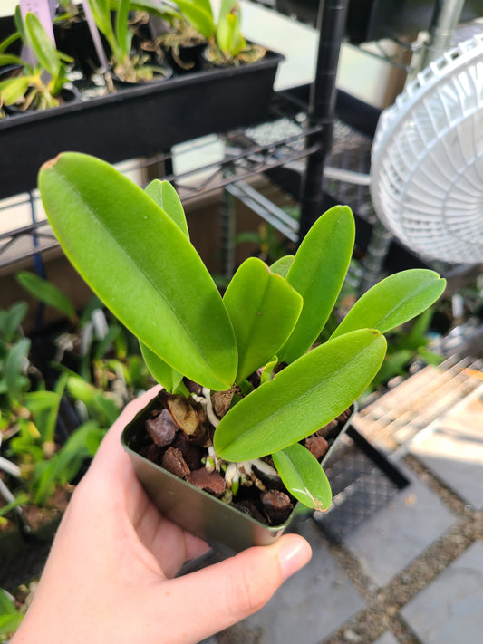 C. Cosmo-Roebling 'Volcano Queen'