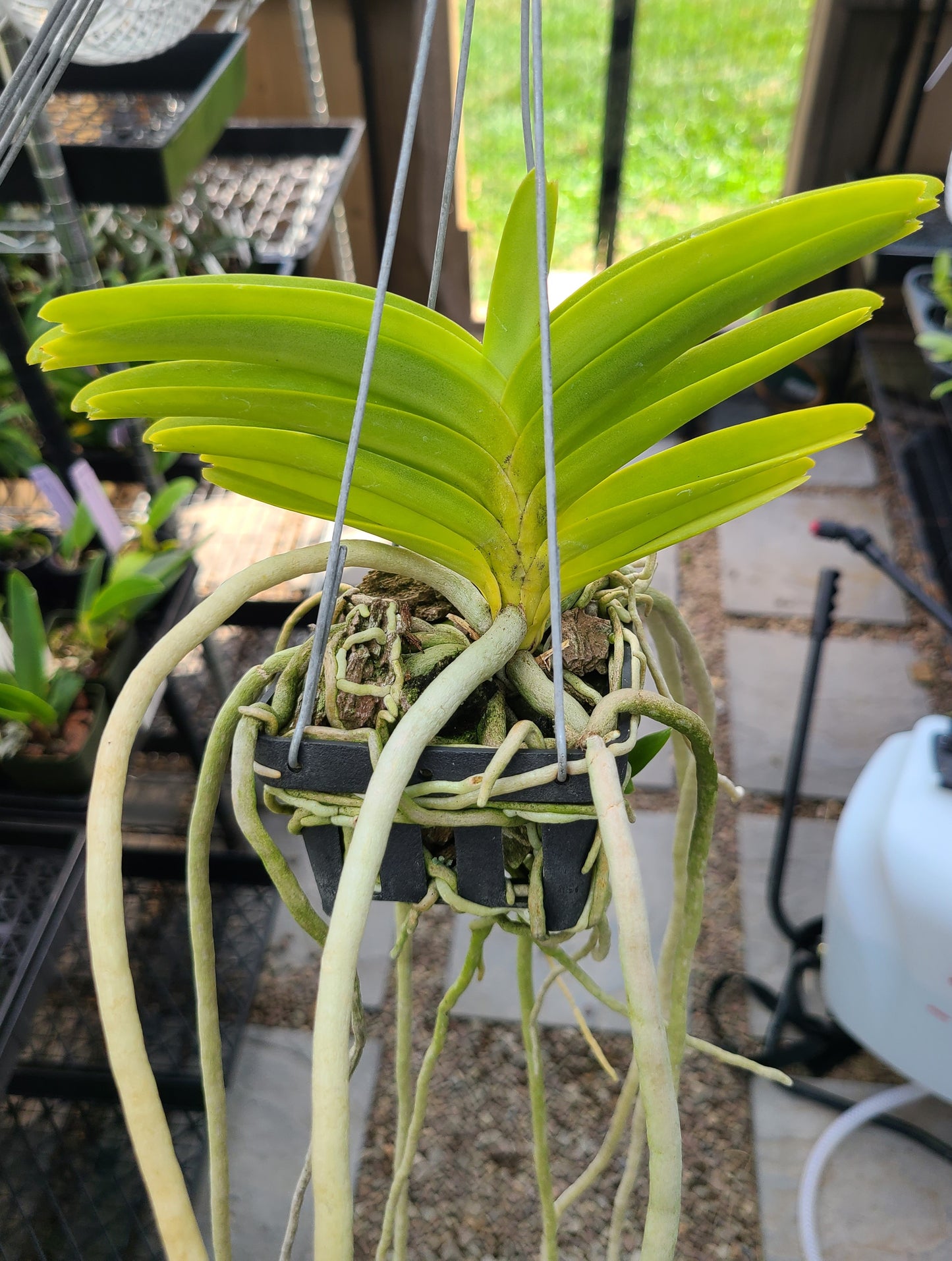 Vanda Arjuna x Sandra Gail Hatos