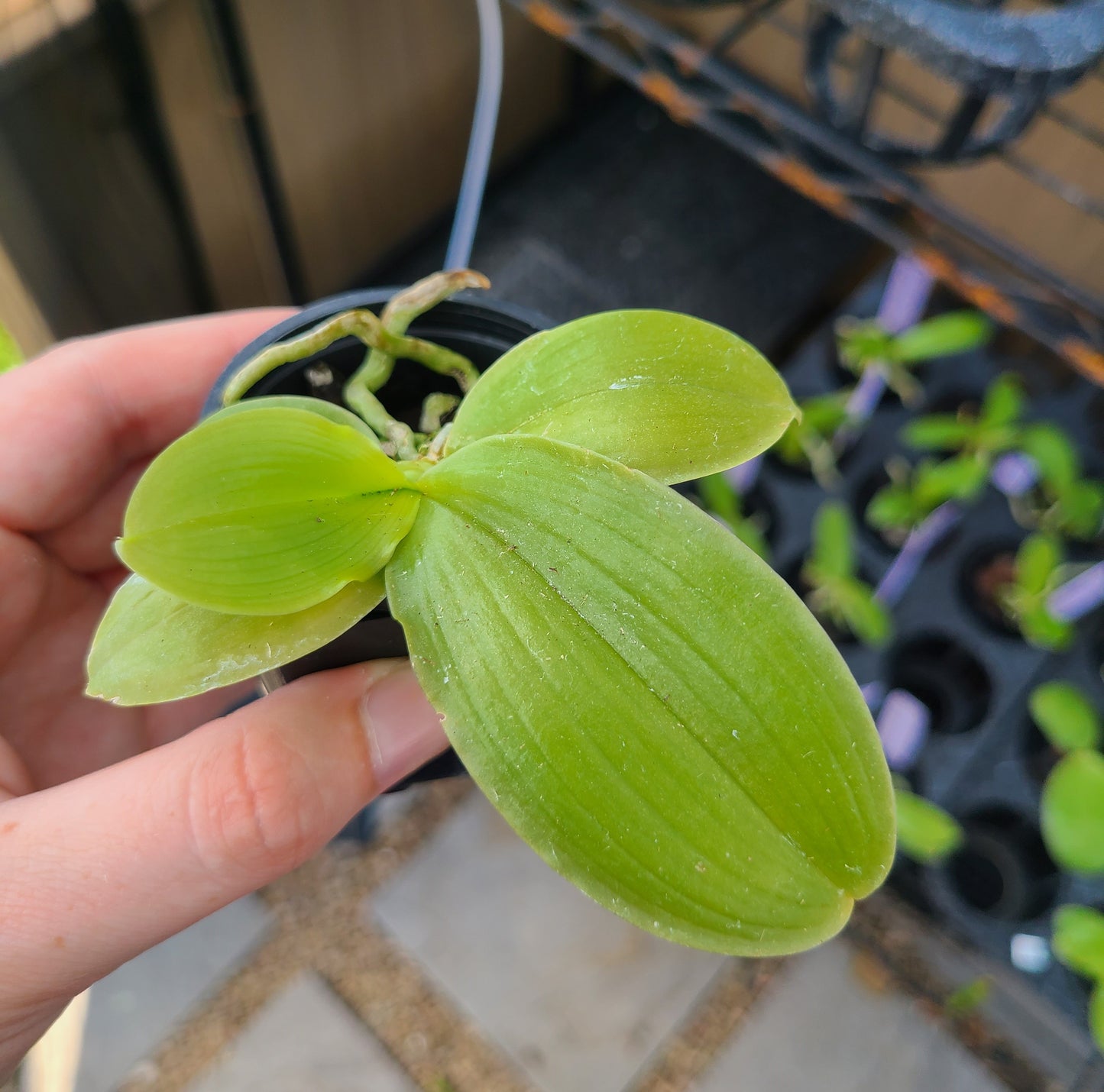 Phal. micholitzii x sib