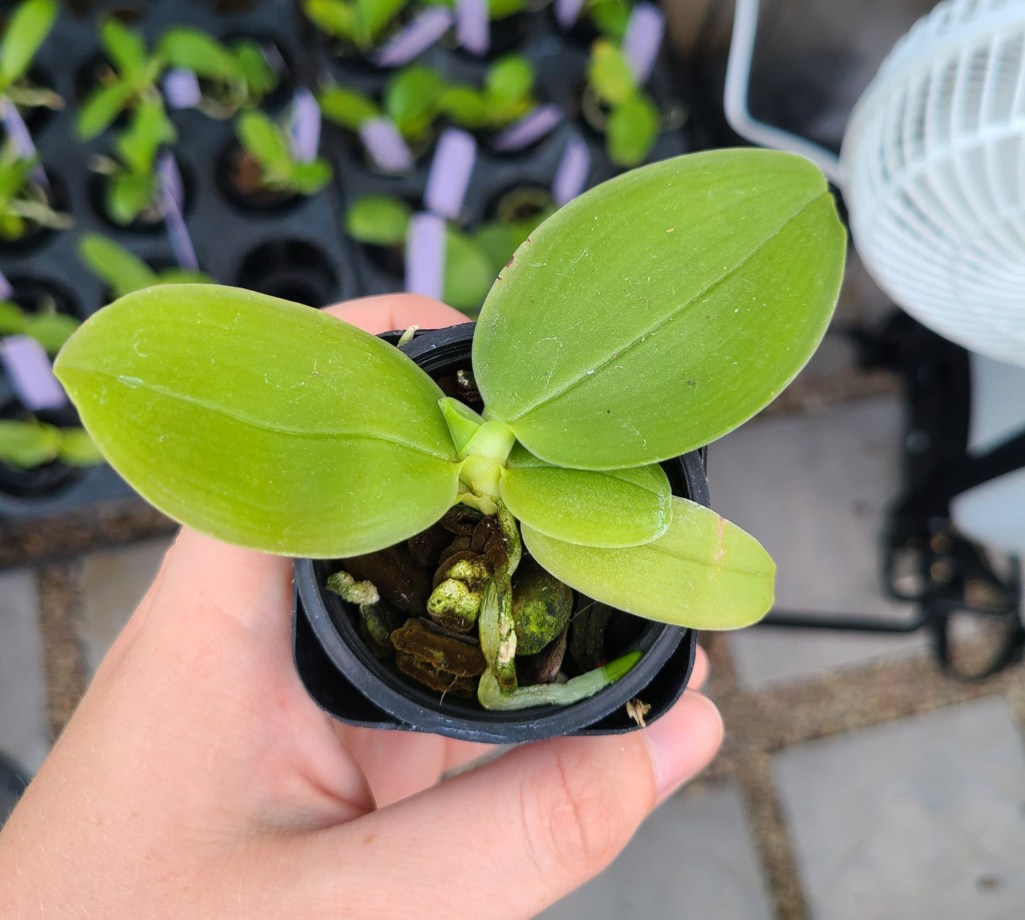 Phal. micholitzii x sib