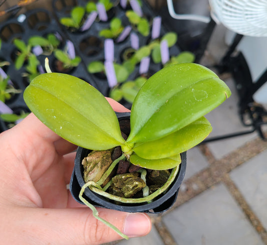 Phal. zebrina x self