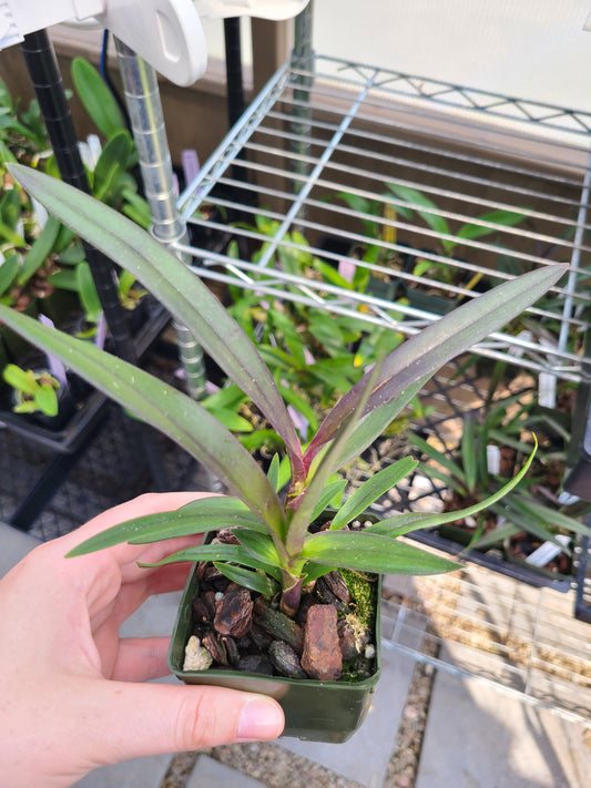 Epy. Serena O'Neill 'Volcano Queen'