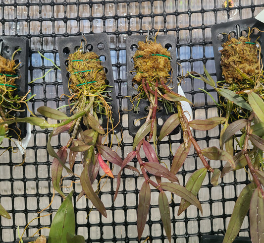 Dendrobium shixingense