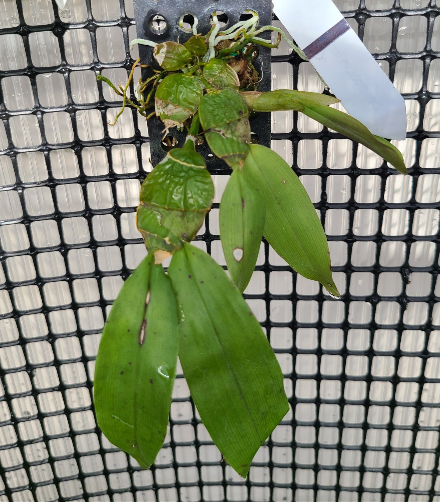Den. lamellatum
