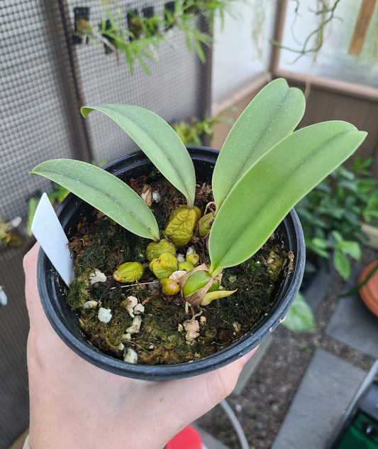Bulb. frostii 'Cascade' x phalaenopsis