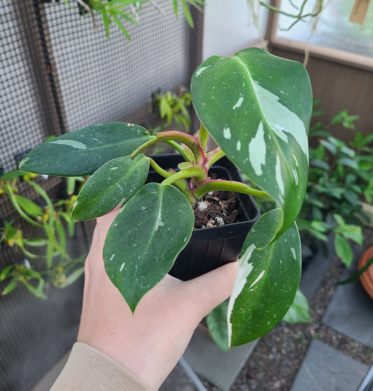 Philodendron White Princess