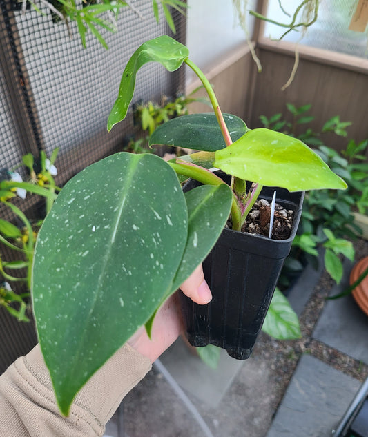 Philodendron White Princess
