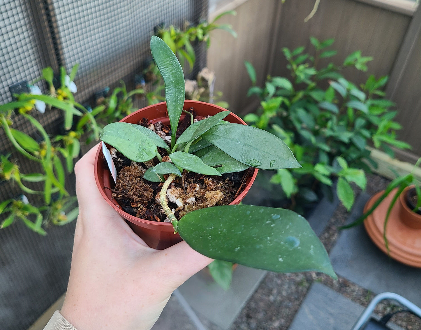 Hoya siamica