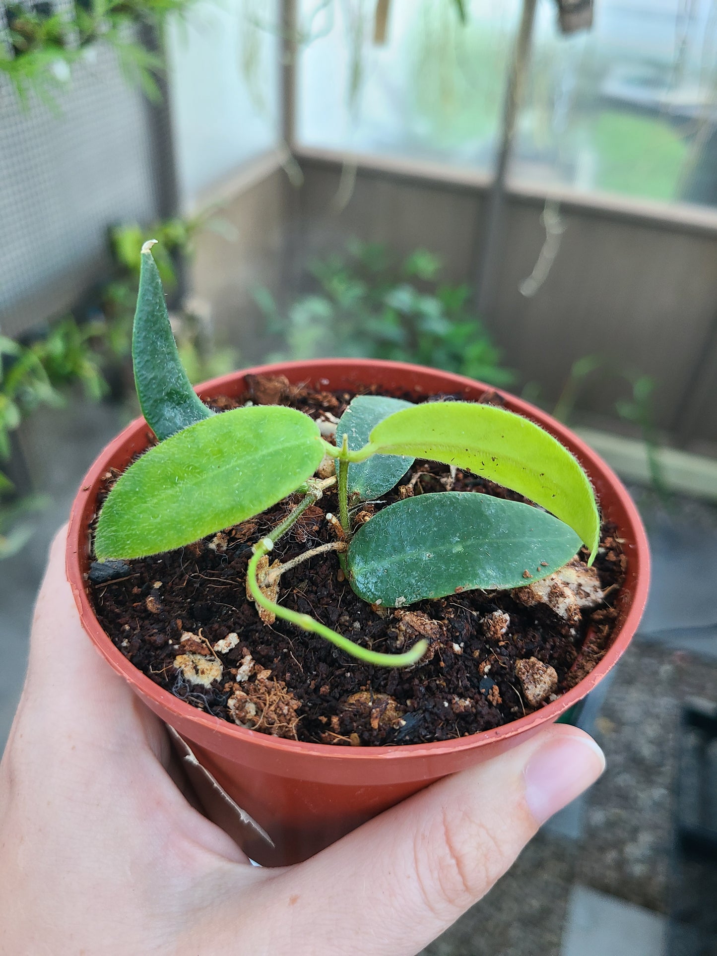 Hoya patella 'Pink'