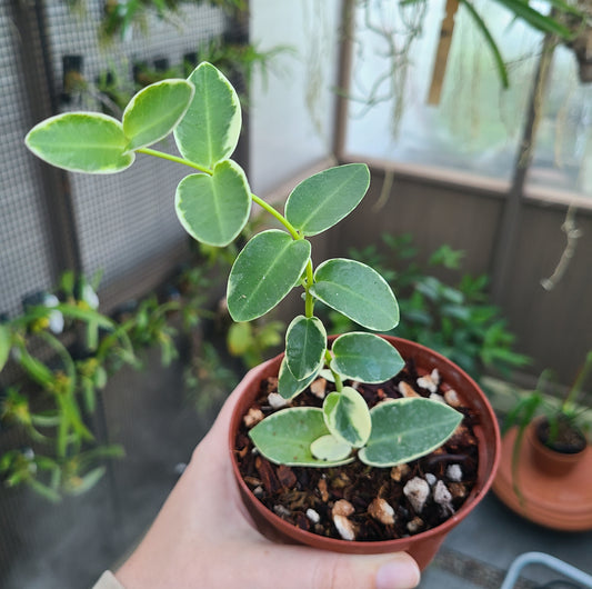 Hoya cumingiana albo