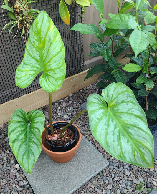 Philodendron mamei 'Silver'