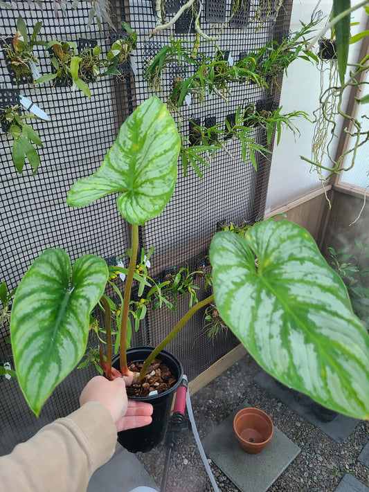 Philodendron mamei 'Silver'