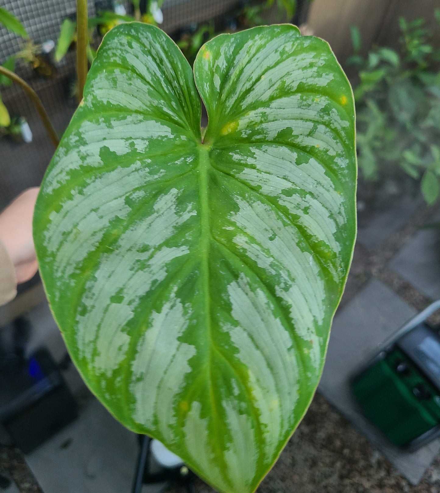 Philodendron mamei 'Silver'