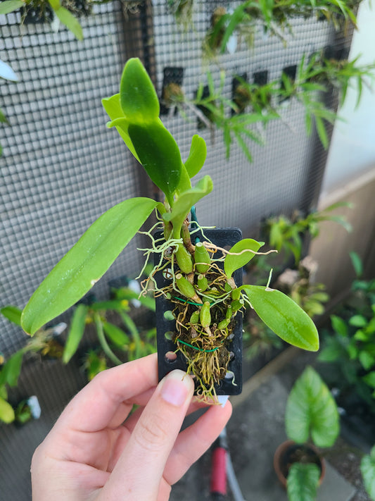 Bulbophyllum antenniferum