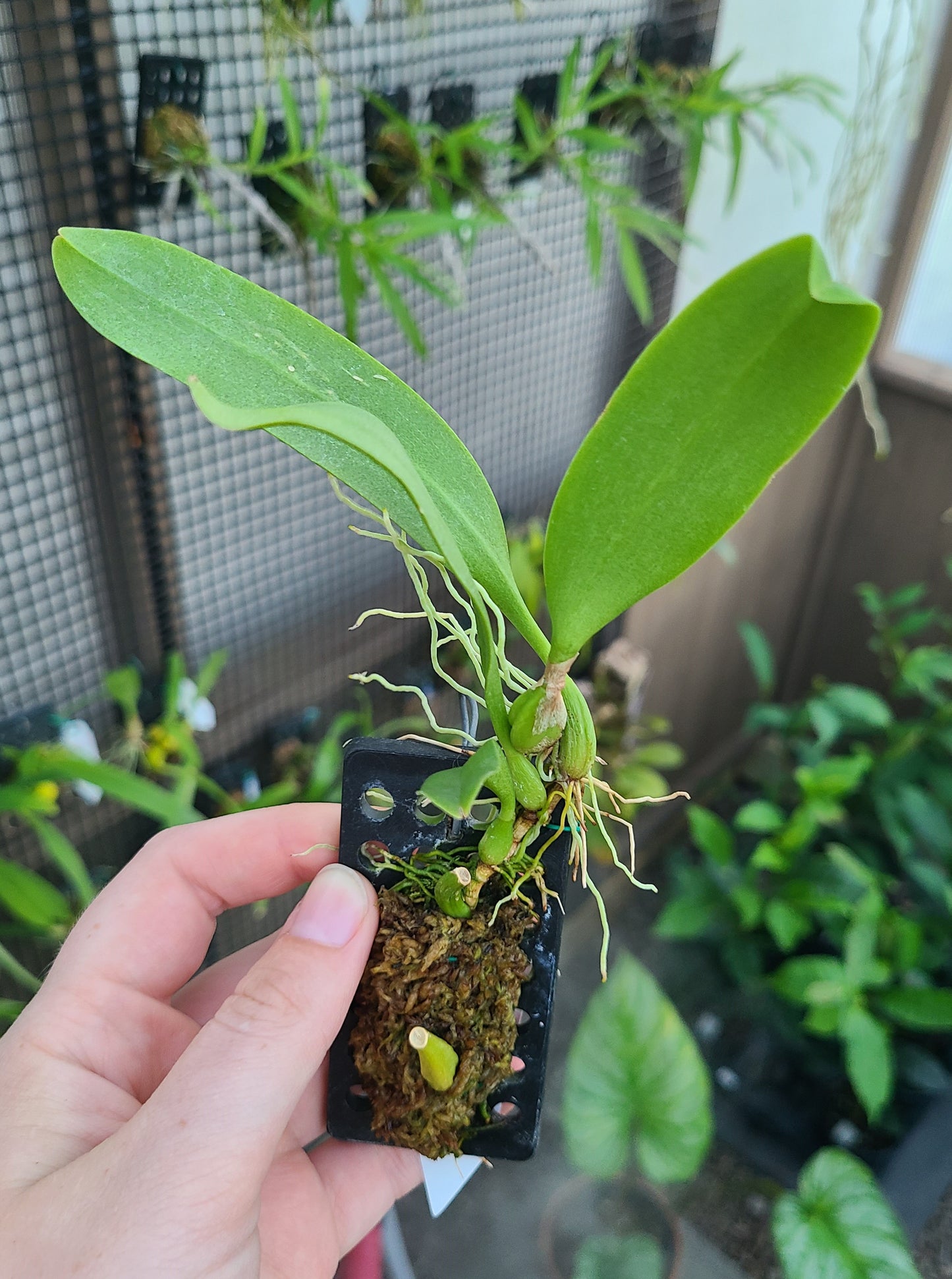 Bulbophyllum antenniferum