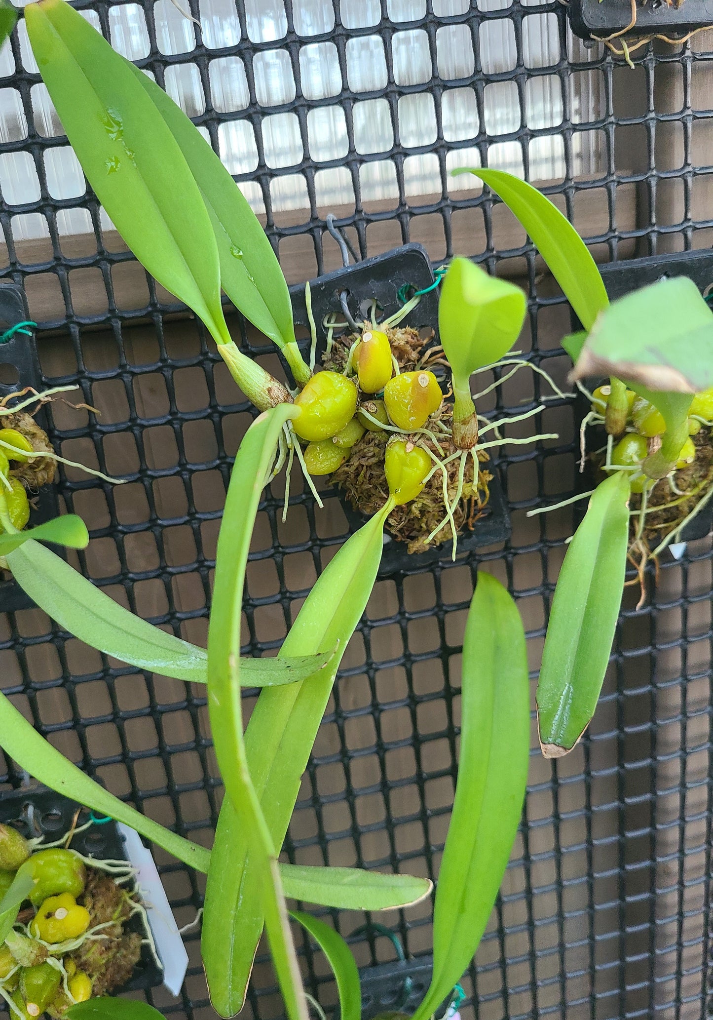 Bulbophyllum lilacinum