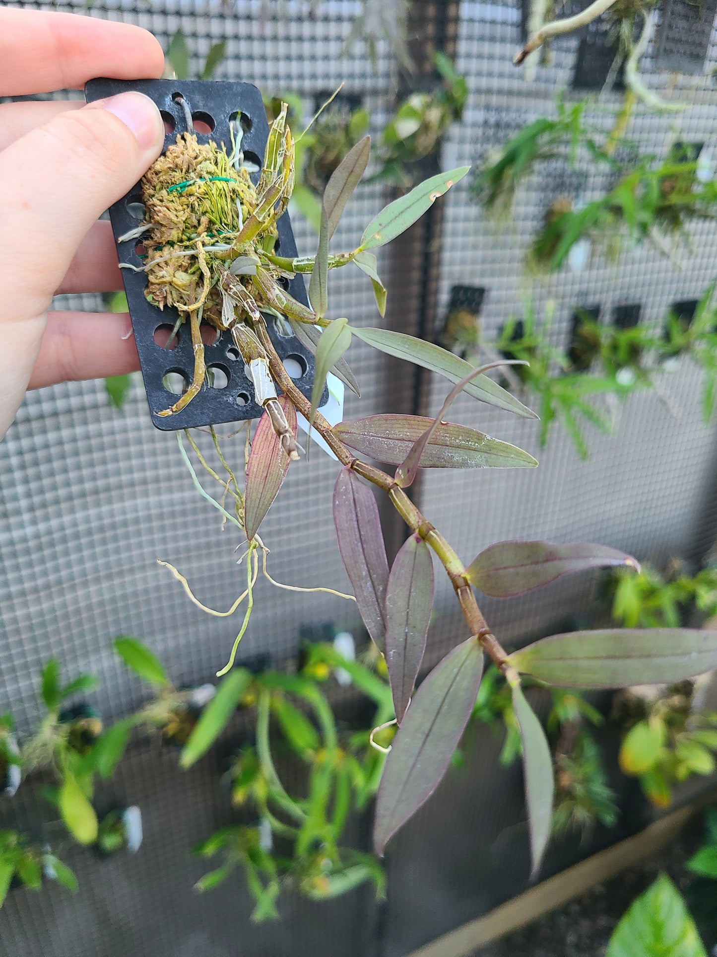Dendrobium shixingense