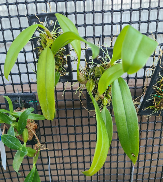 Bulb. sanguineopunctatum 'White'