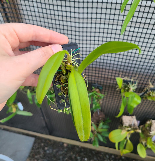 Bulb. sanguineopunctatum 'White'